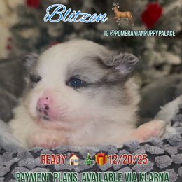 Blitzen - Blue merle male Pomeranian puppy in Los Angeles, California from AMAYSING Pups