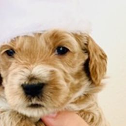 Goldendoodles from Mountain Mini Doodles