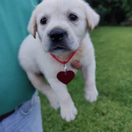 Taylor - Yellow female Labrador Retriever puppy in Missouri City, Texas from Labrador Retriever Puppies
