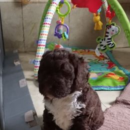 Spanish Water Dog Puppies from LIJA Spanish Water Dogs
