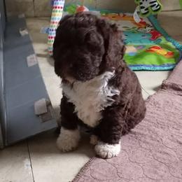 Spanish Water Dog Puppies from LIJA Spanish Water Dogs
