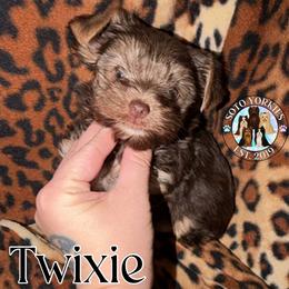 Twixie - Chocolate and tan female Yorkshire Terrier puppy in London, Kentucky from Soto Yorkies