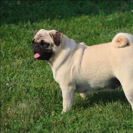 Champ - Pug