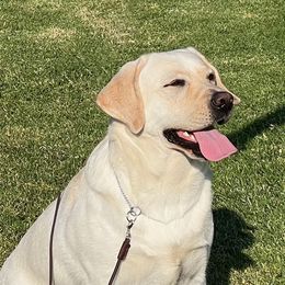 Prairie - Labrador Retriever