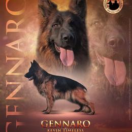 SG Gennaro - German Shepherd