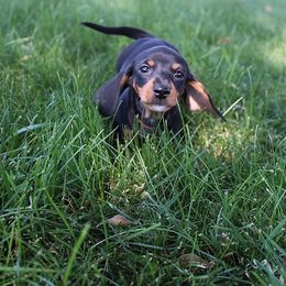 Stella's Girl 1 - Black and tan female Dachshund puppy in Craig, Colorado from Rocky Mountain Shih Tzus and Dry Creek Miniature Dachshunds