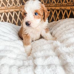 Girl 1 - Red female Bernedoodle puppy in Brookville, Pennsylvania from Woodland Mountain Doodles