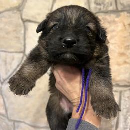 Lexi (purple) - Sable female German Shepherd puppy in Boerne, Texas from Sudenblick German Shepherds