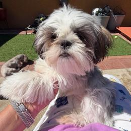 Sandy - Brindle and white female Shih Tzu puppy in Victorville, California from RUMBLE n TUMBLE