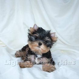Yorkshire Terrier Puppies from Lightsome Yorkies