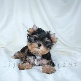 Yorkshire Terrier Puppies from Lightsome Yorkies