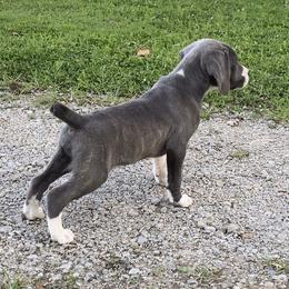 Mountain Cur Puppies from Walnut Ridge Mountain Curs