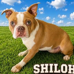 Shiloh Wise - Boston Terrier