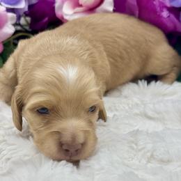 Beckett - Cream male Dachshund puppy in Exeter, California from Sawtooth Miniature Dachshunds