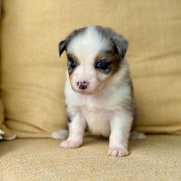 Sequoia - Blue merle female Australian Shepherd puppy in Beaverdam, Virginia from Cimmarun Farm Aussies