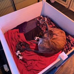 Greyhound puppies from ARK Greyhound Kennel LLC