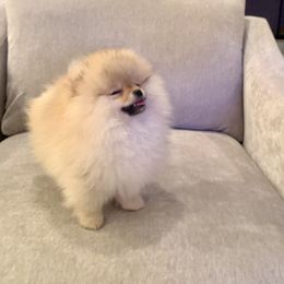 Pomeranian Puppies from Pursell Pomeranians