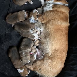 Pembroke Welsh Corgi Puppies from Connie’s Corgies
