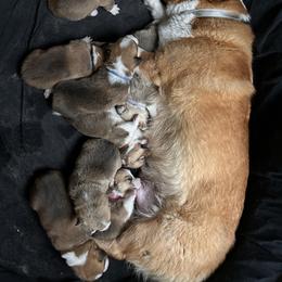 Pembroke Welsh Corgi Puppies from Connie’s Corgies