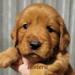 Riviera (Brown Collar) - Dark golden male Golden Retriever puppy in Scurry, Texas from 07 Seven Oaks Goldens and Doodles