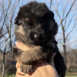 Capri - Black and red female German Shepherd puppy in Canton, Texas from WILDWOOD GERMAN SHEPHERDS