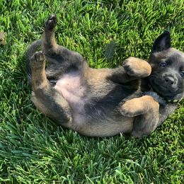 Belgian Malinois Puppies from Tehachapi Malinois