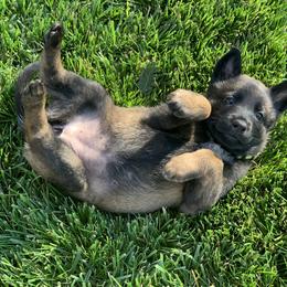 Belgian Malinois Puppies from Tehachapi Malinois