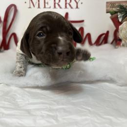 German Shorthaired Pointer and Labrador Retriever Puppies from Wayalife Labradors & Gsp’s