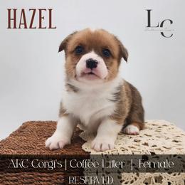 Hazel - Red female Pembroke Welsh Corgi puppy in Pine Village, Indiana from NL Horsemanship