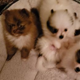 Pomeranian Puppies from JeweledPoms