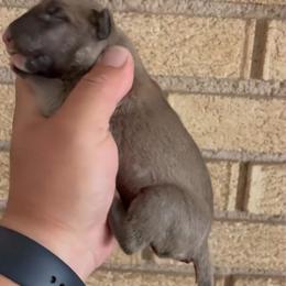 Tina - Fawn female Bull Terrier puppy in Montclair, California from LSDBULLS