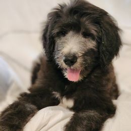 Goldendoodle Puppies from Country Pups Doodles
