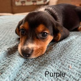 Purple - Black white and tan female Beagle puppy in Plainfield, Wisconsin from I Wanna Hunt Too