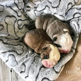 Bulldog Puppies from Fields’ Folly