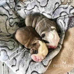 Bulldog Puppies from Fields’ Folly