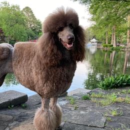 Poodles from Allie Cat’s K9s