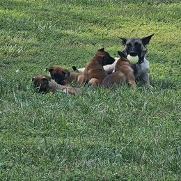 Belgian Malinois Puppies from Love Belgian Malinois