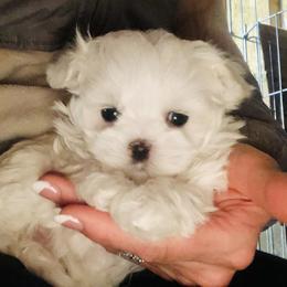 Baby boy - White male Maltese puppy in Brothers, Oregon from Maias Mini Supremes
