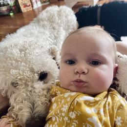 Cotton - Labradoodle