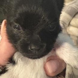 Pomeranian Puppies from Healing Grace pups