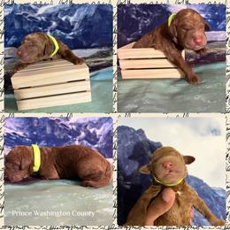 Goldendoodle and Golden Retriever Puppies from Were The Mack'Doodles