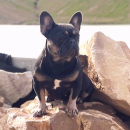 Mamba - French Bulldog