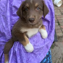 Daisy - Red tri-color female Australian Shepherd puppy in Plant City, Florida from G2K9’s
