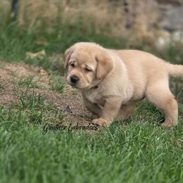 Female 2 - Yellow female Labrador Retriever puppy in Utah County, Utah from Günther Labradors