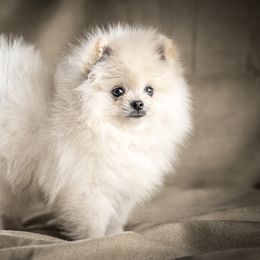 Pomeranian Puppies from Kouture Pomeranians
