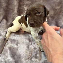 Bandit - (Boy 4 - Black) - Liver roan male German Shorthaired Pointer puppy in Keller, Texas from Jerri Ford
