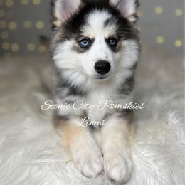 Linus - Silver and white male Pomsky puppy in Rossville, Georgia from Scenic City Pomskies