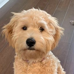 Goldendoodles and Golden Retrievers from Servant Kennel