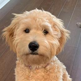 Goldendoodles and Golden Retrievers from Servant Kennel