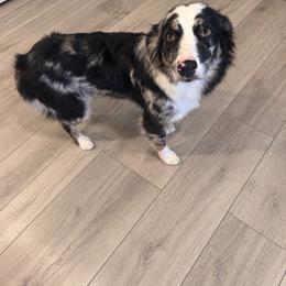 Miley - Australian Shepherd